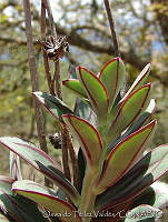 OTV2830 Echeveria sp..jpg