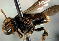 CB_JM_RA0623 Nannotrigona perilampoides.jpg
