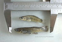 NE002 0241 Pseudoxiphophorus bimaculatus.jpg