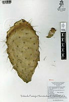 YPH2318 Opuntia hyptiacantha.jpg