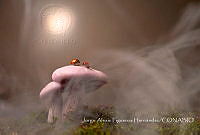 JAFH001 Fungi, Hippodamia convergens.jpg