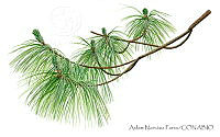 ANP0274 Pinus montezumae.jpg