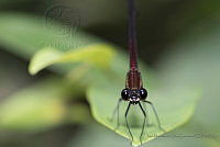 IMDOC1888 Hetaerina sp..jpg