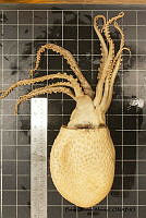 KT014 0118 Ocythoe tuberculata.JPG