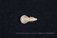 VMS-CD0194 Cryptotis mexicana.JPG