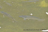 AAKVDH 0143 Oreochromis mossambicus.JPG