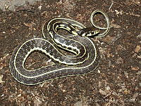 LCM0116 Thamnophis pulchrilatus.jpg