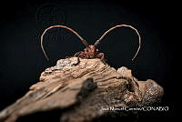 MN6F0144 Oncideres_scitula.jpg