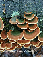 MN6PyH0106 Stereum ostrea.jpg