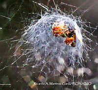 RAMGF 0015 Neoscona sp..jpg