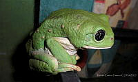 RCF0035 Agalychnis dacnicolor.jpg