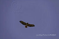 LRP0003 Buteo jamaicensis.jpg
