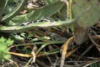 CAR 0055 Sceloporus.jpg