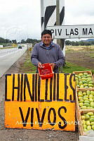 3R00705 Comadia redtenbacheri.jpg