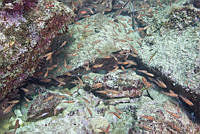CNS1117 Apogon pacificus.jpg