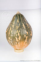 IMDOC2832 Cucurbita moschata.jpg