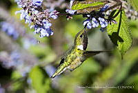 NPMG001 Atthis heloisa.jpg