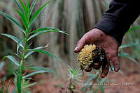 IMDOC Hong 0159 Ramaria stricta.jpg