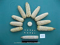 TampJVG105 Zea mays.jpg