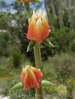 OTV2821 Echeveria sp..jpg