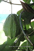 SG002 0142 Sechium edule.jpg