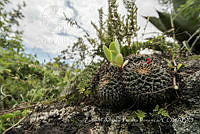 ZAPF0530 Mammillaria magnimamma.jpg