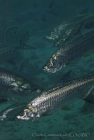 CCK0389 Megalops atlanticus.jpg