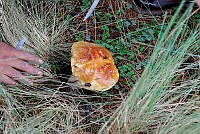 IMDOC Hong 0174 Suillus grevillei.jpg