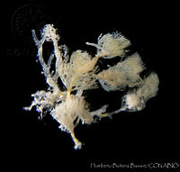 HBBDM015-3 Caulerpa verticillata.jpg
