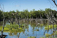 IDG1159 Holbox, Quintana Roo.jpg