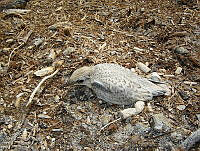 APM0021 Sternula antillarum.jpg