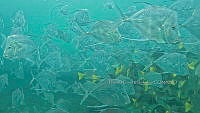CCR 0011 Selene vomer.jpg