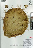YPH2327 Opuntia robusta.jpg