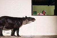 JEPS004 Tapirus bairdii.jpg