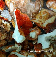 ZG013 0496 Fungi.jpg