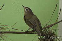 MGaves 3355 Vireo gilvus ssp. brewsteri.jpg