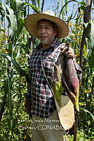IMDOC4234 Zea mays.jpg