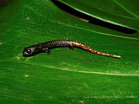JLALyEPA0016 Pseudoeurycea nigromaculata.jpg