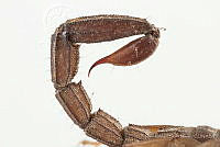 MASM07701 Vaejovis mexicanus.jpg