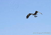 JHC0140 Pandion haliaetus.jpg