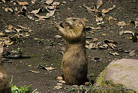 CEOV0183 Cynomys mexicanus.jpg