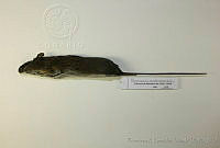 FXGC0177 Peromyscus melanocarpus.jpg