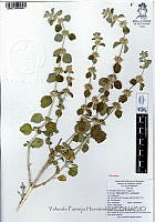 YPH2081 Marrubium vulgare.jpg