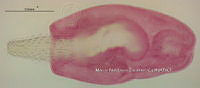 NE002 0104 Arhythmorhynchus brevis.jpg