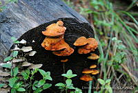 DEVJ001 Pycnoporus sp..jpg