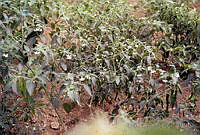 DK2095 Capsicum annuum.jpg