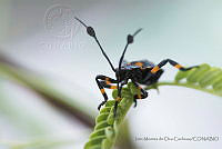 IMDOC3320 Thasus gigas.JPG