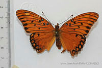VJAP002 Agraulis vanillae ssp. incarnata.jpg