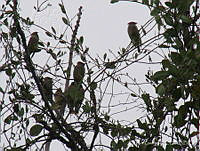 CGL2711 Bombycilla cedrorum.jpg