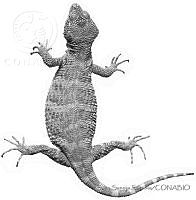 SSS0002 Xenosaurus phalaroanthereon.JPG